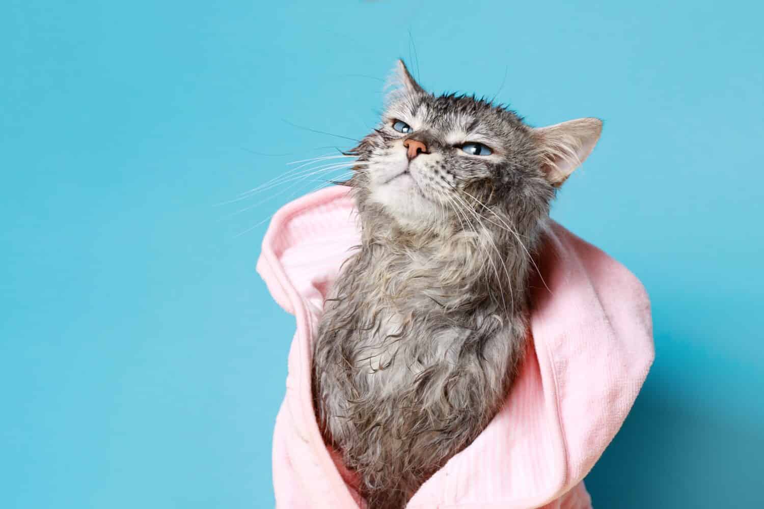 Funny wet gray tabby kitten after bath in pink in bathrobe . Just washed lovely fluffy cat on blue background. Cat on horizontal banner with copy space for popular social media website cover image.