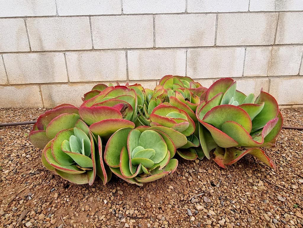 Cotyledon orbiculata, commonly known as pig's ear or round-leafed navel-wort, is a South African succulent plant belonging to the genus Cotyledon.