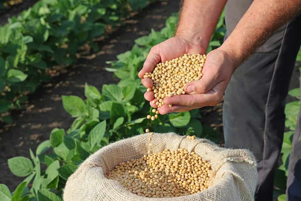 Soybean grain in a hands of successful farmer, in a background green soybean field, agricultural concept. Close up of hands full of soybean grain in jute sack