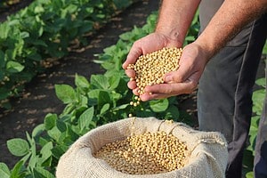 The Top 10 Most Valuable Crops Harvested in North Carolina Picture