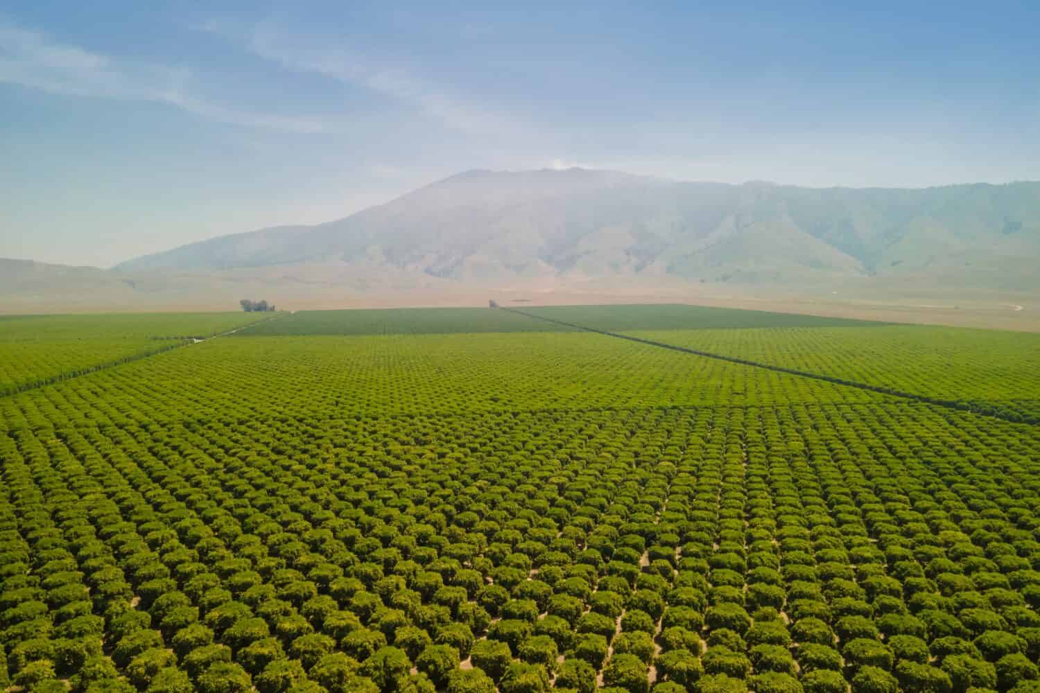 Olive Plantation in Bakersfield, California. Aerial shot