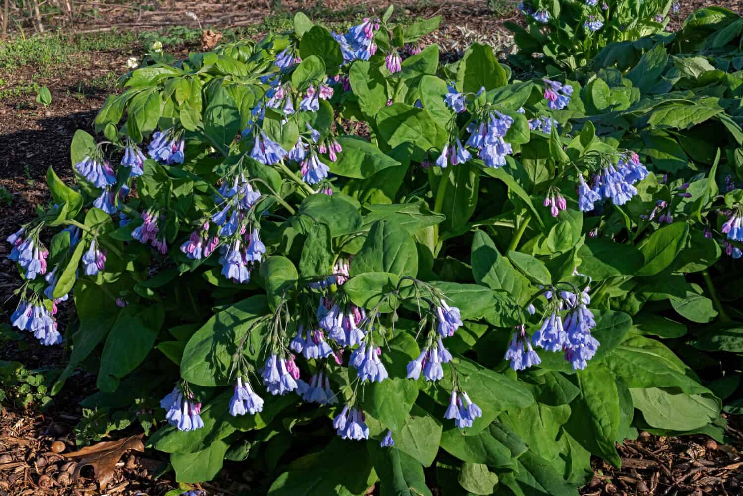 Virginia bluebells lining a shaded woodland path in early morning sun. They have rounded and gray-green leaves. Flowers are borne on stems up to 24 in. 