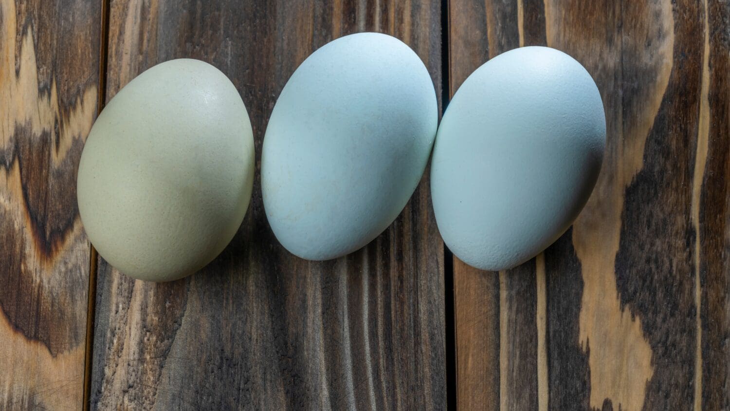 17 Chicken Breeds That Lay Blue Eggs - A-Z Animals