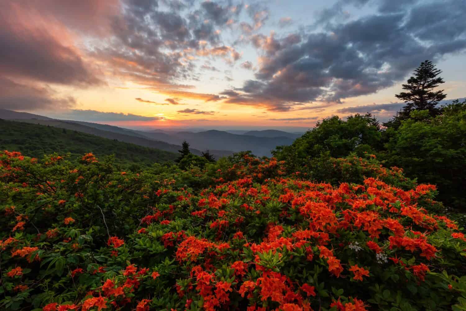 Blooming flame azalea along the Appalachian Trail at Roan Mountain State Park