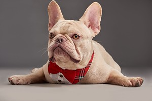 Are Bulldogs the Most Troublesome Dogs? 6 Common Complaints About Them  photo