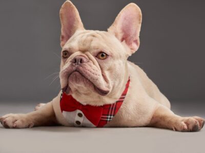 A Are Bulldogs the Most Troublesome Dogs? 6 Common Complaints About Them 