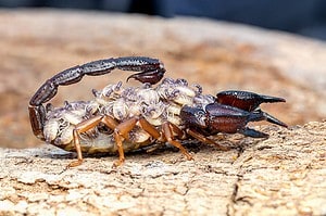 Baby Scorpion: 6 Pictures and 6 Incredible Facts Picture