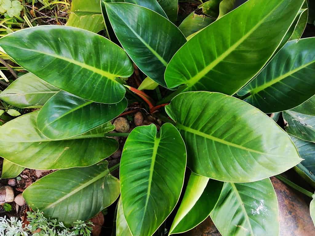 Philodendron erubescens is a species of flowering plant in the family Araceae, native to Colombia