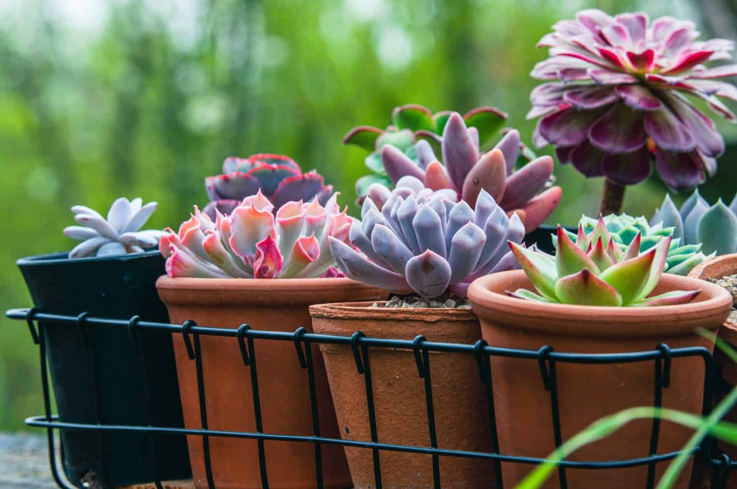 Echeveria  Laui,  Echeveria  Trumpet Pinky, Echeveria  Cupid, Echeveria  Agavoides, Pachysedum Ganzhou, Aeonium Mardi Grass, Faucaria tuberculosa in clay pots at the street