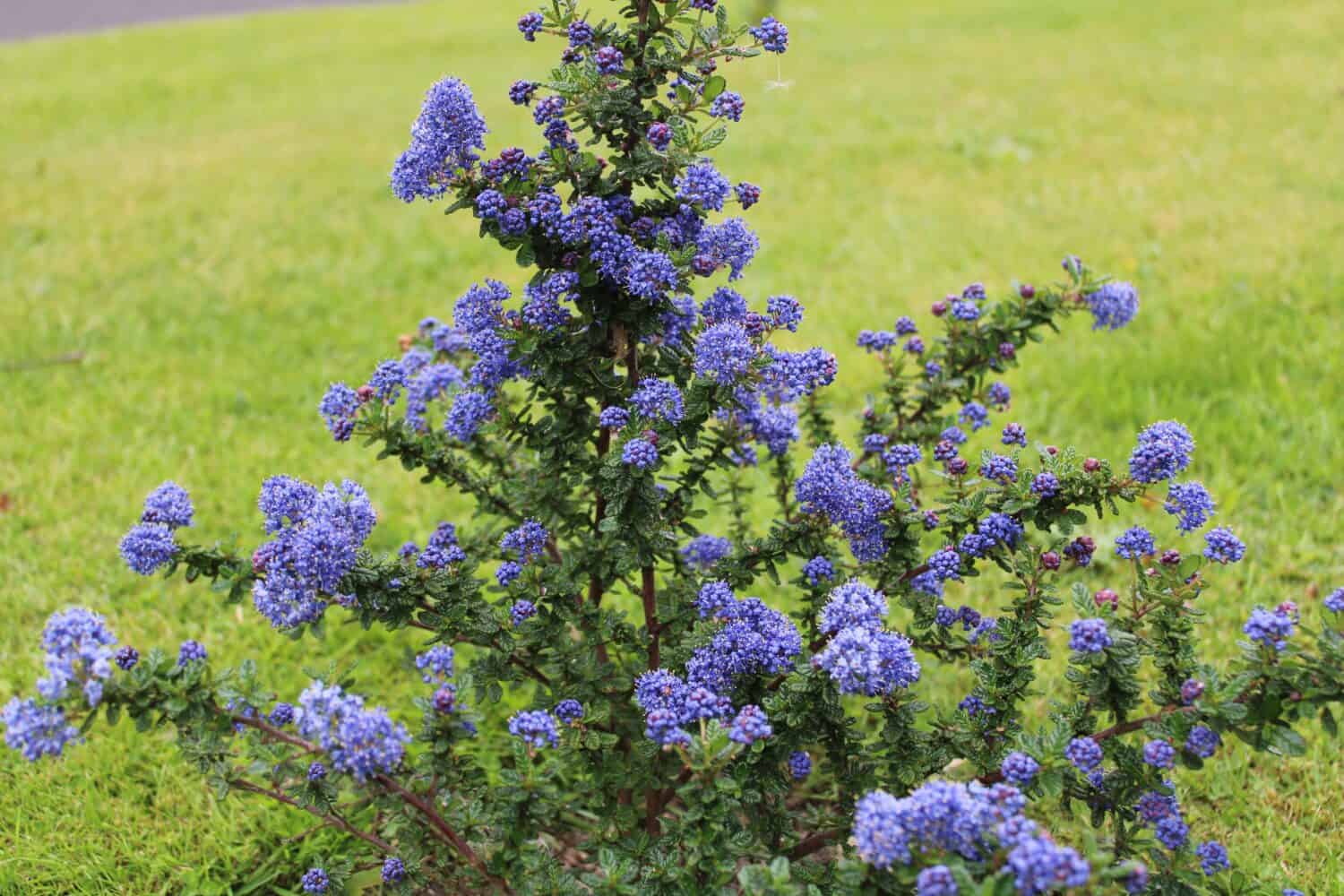 Arbusto Ceanothus Dark Star noto anche come lilla della California o cespuglio di sapone con i suoi fiori viola blu intenso e foglie ovate