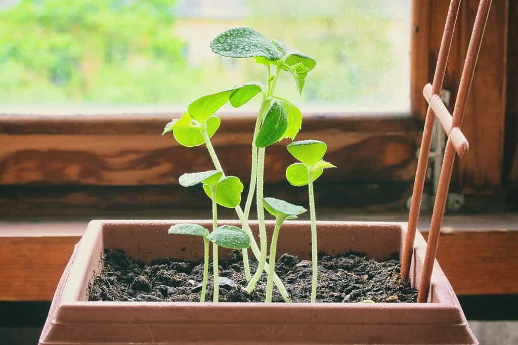 young sprouts of cucumbers grow in pot near the window in house, closeup