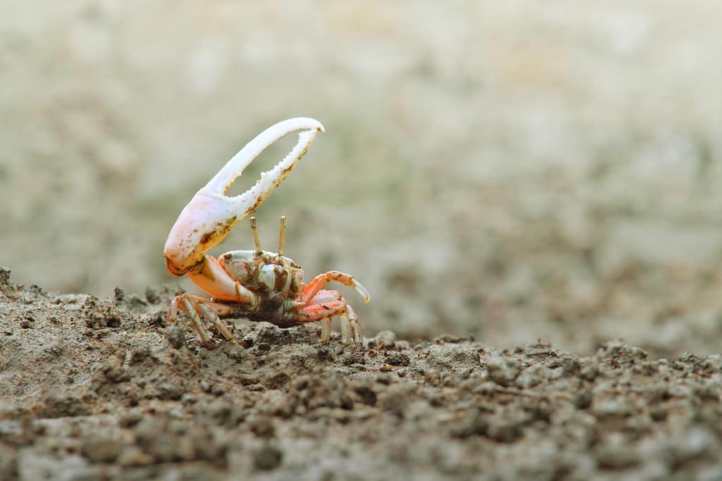 Fiddler Crab walking in the mangrove