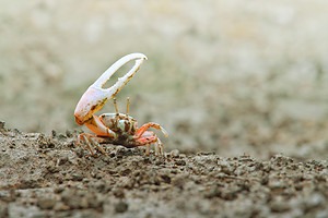 Male vs. Female Crabs: How to Spot the Differences - A-Z Animals