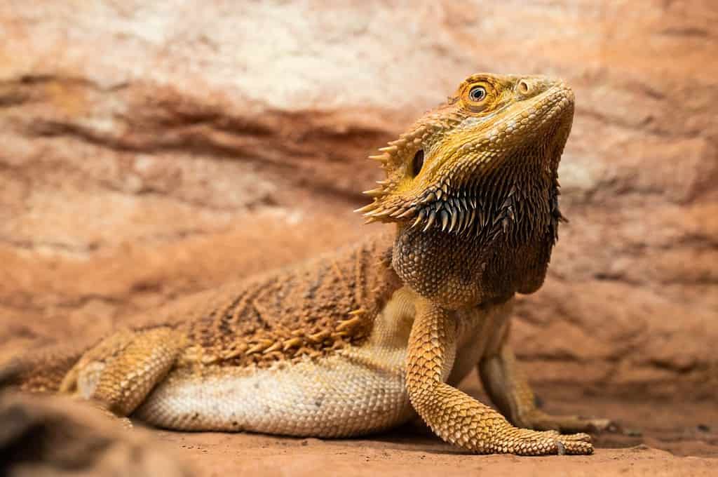 Bearded Dragon (Pogona Vitticeps) in a terrarium, pregnant, with swollen belly and black beard