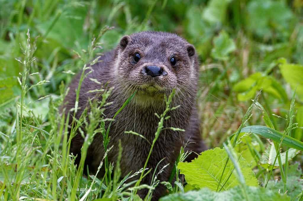 Eurasian Otter (Lutra lutra) 6 month old female cub amongst vegetation.