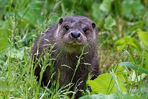 Discover the 5 Reasons Otters Attack Humans Picture
