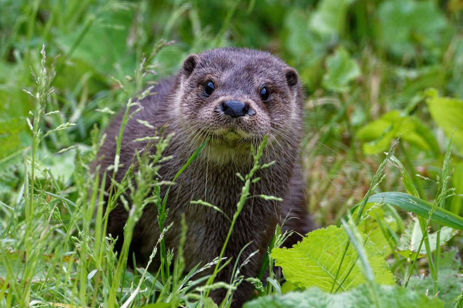 Eurasian otter (Lutra lutra) 6 month old female cub amongst vegetation. 