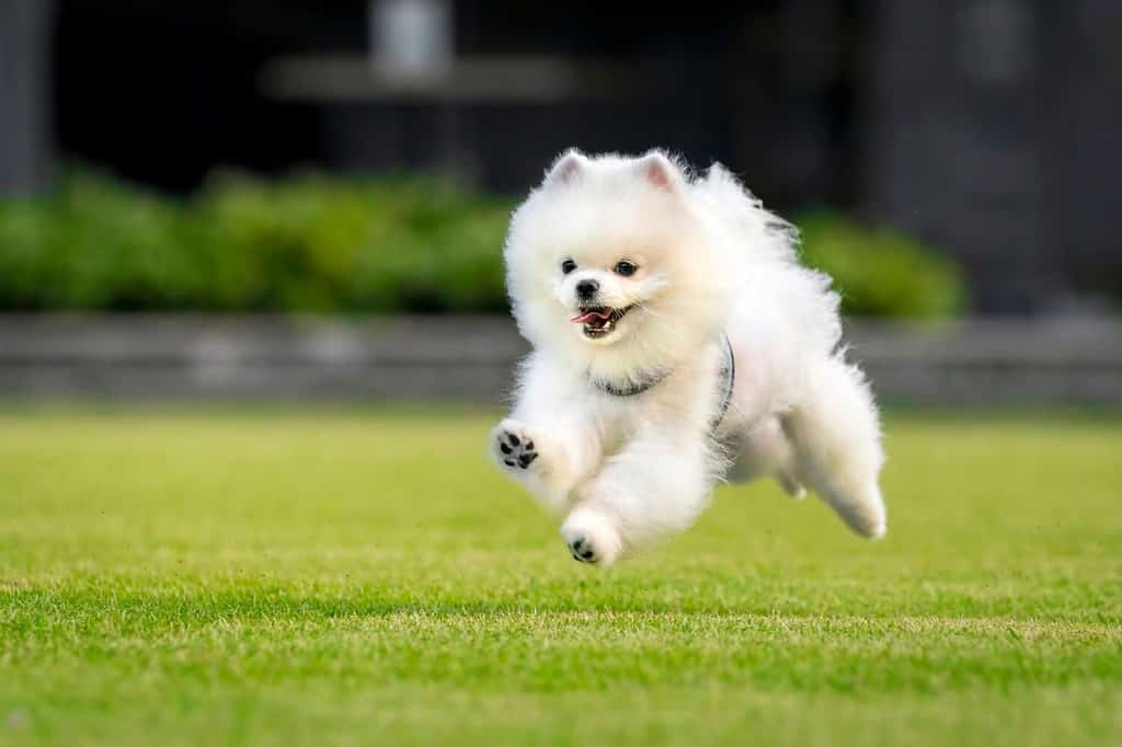 Happy white Pomeranian running in a park in Singapore, surrounded by greenery.