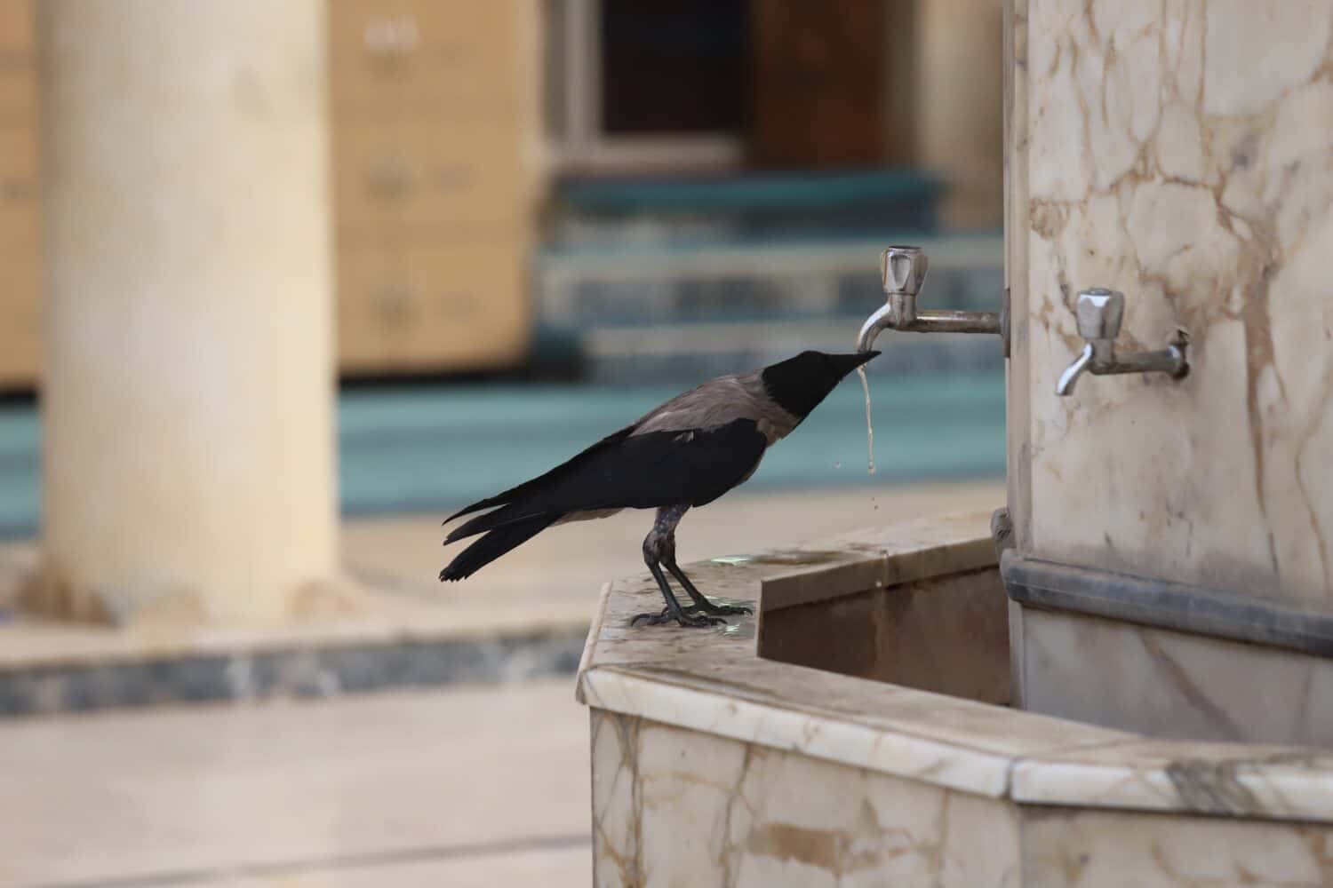 Black crow drinking from the tap.