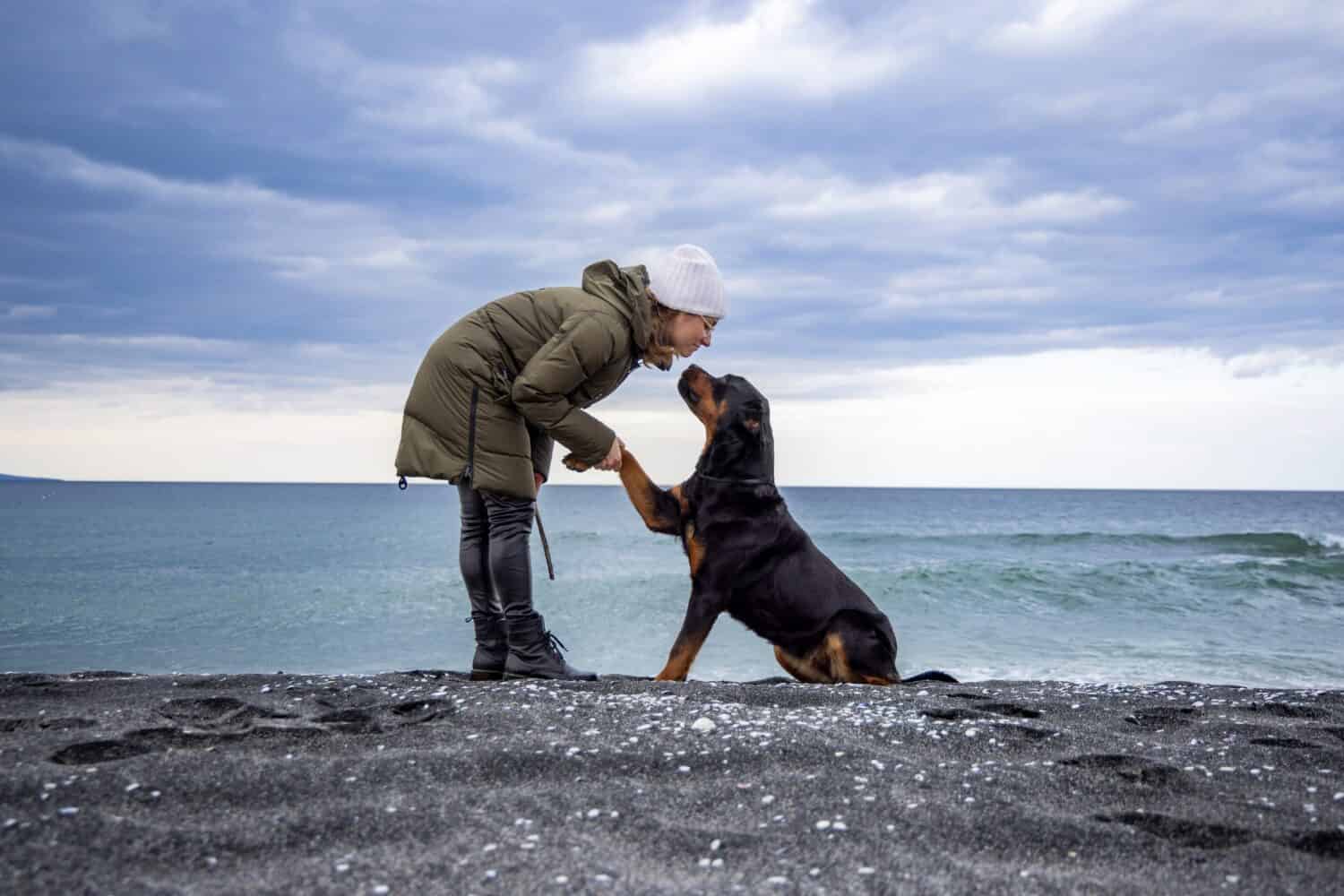 A large obedient faithful dog in a metal strict shiny collar sits on a sandy sea wild beach, and gives a paw to his happy cheerful adult female hostess in warm clothes in cold cloudy weather