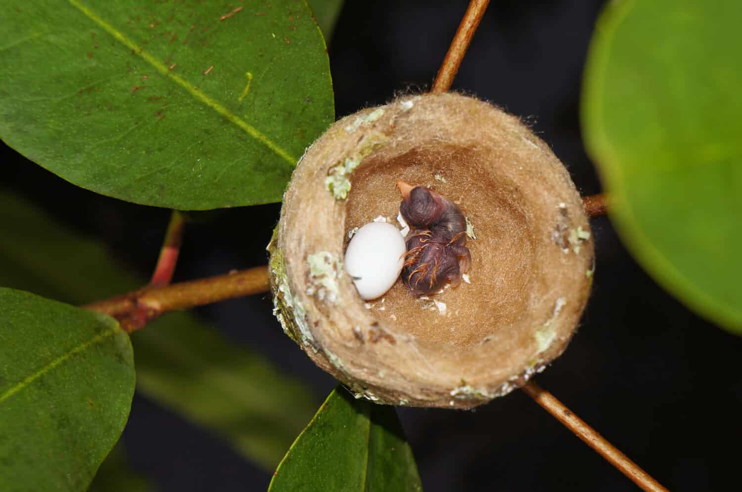 nest of hummingbird with one egg on one baby, Costa Rica, Central America