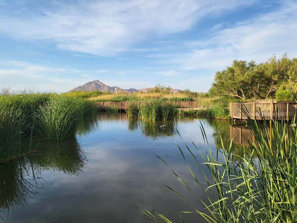Popular park in East Las Vegas where you can bike and walk the wetlands trails.