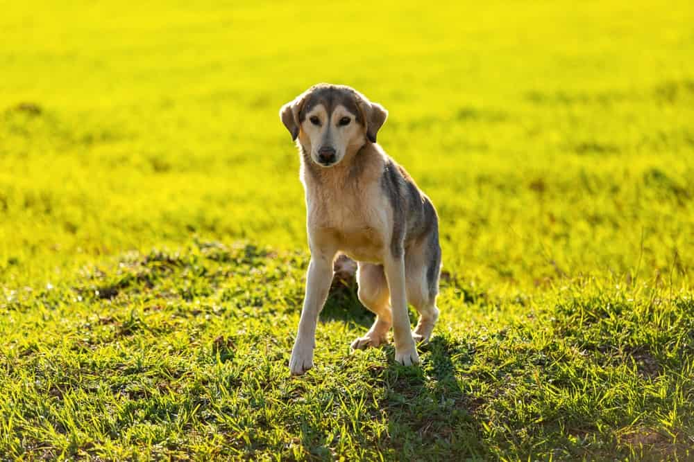 Dogs with Short Spine Syndrome: Causes and How It Impacts Them - A-Z ...
