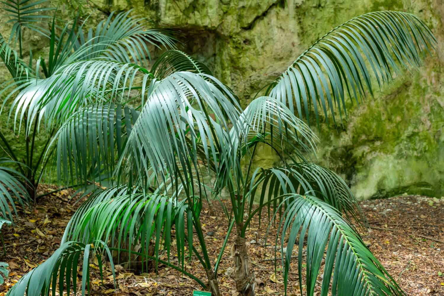 Howea Forsteriana Plant in Summer on Blurred Background
