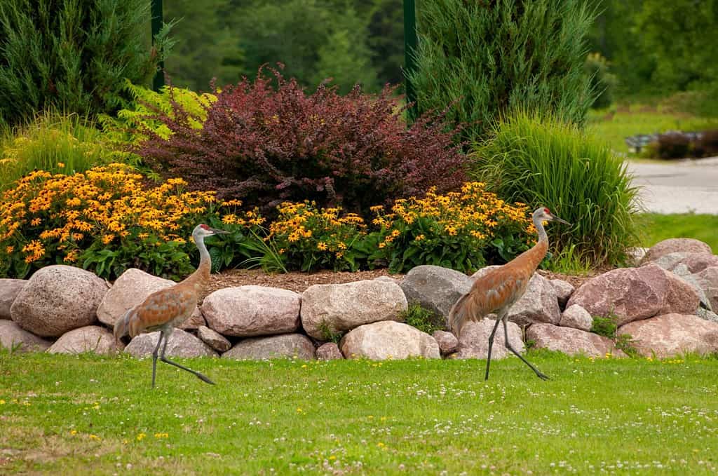Two sandhill cranes walk in front of a flowerbed at the University of Wisconsin Green Bay Campus