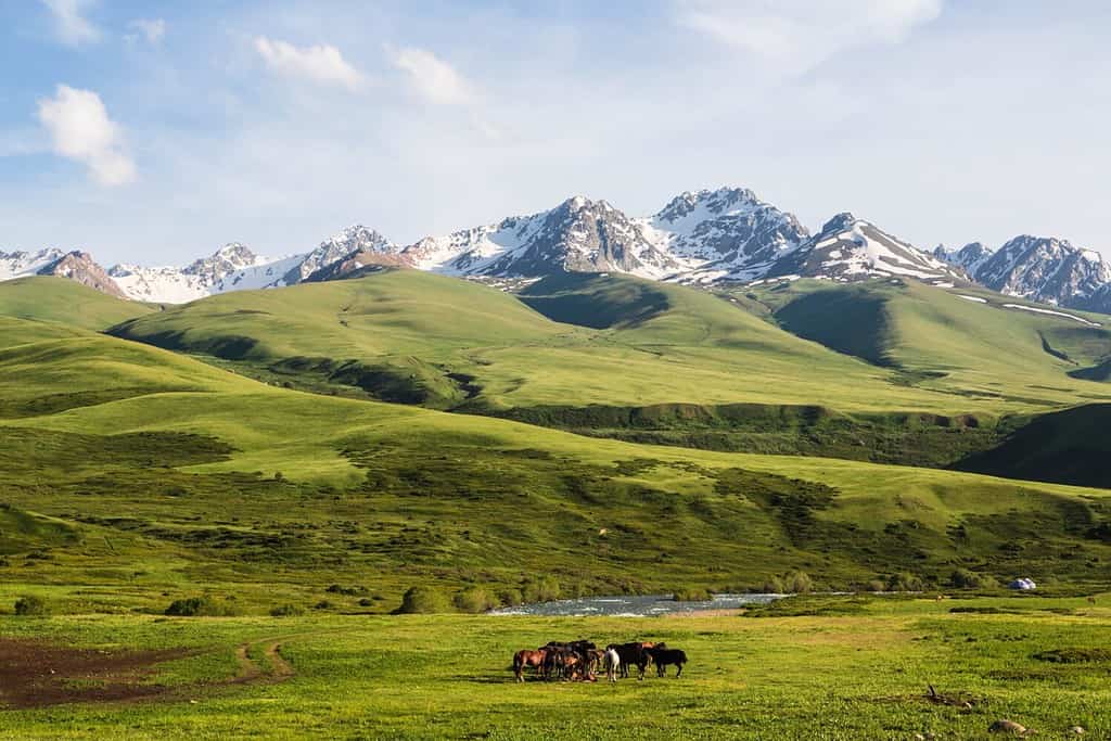 Horses feeding the grass in the background of snowy peaks of a mountain range. Ala Bel pass, Bishkek Osh highway in Kyrgyzstan