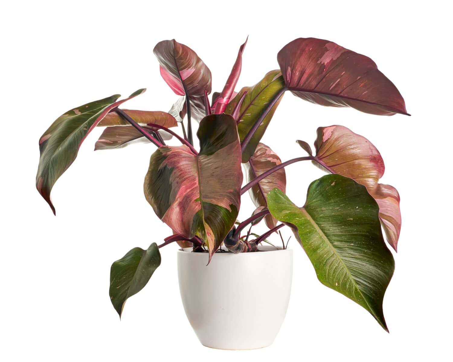 Philodendron Pink Princess plant, Philodendron Erubescens leaves, isolated on white background, with clipping path                                                              