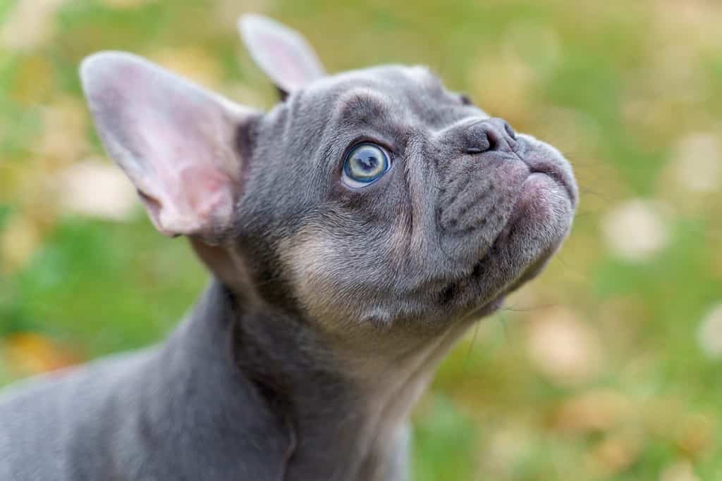 Blue Fawn French Bulldog Puppy