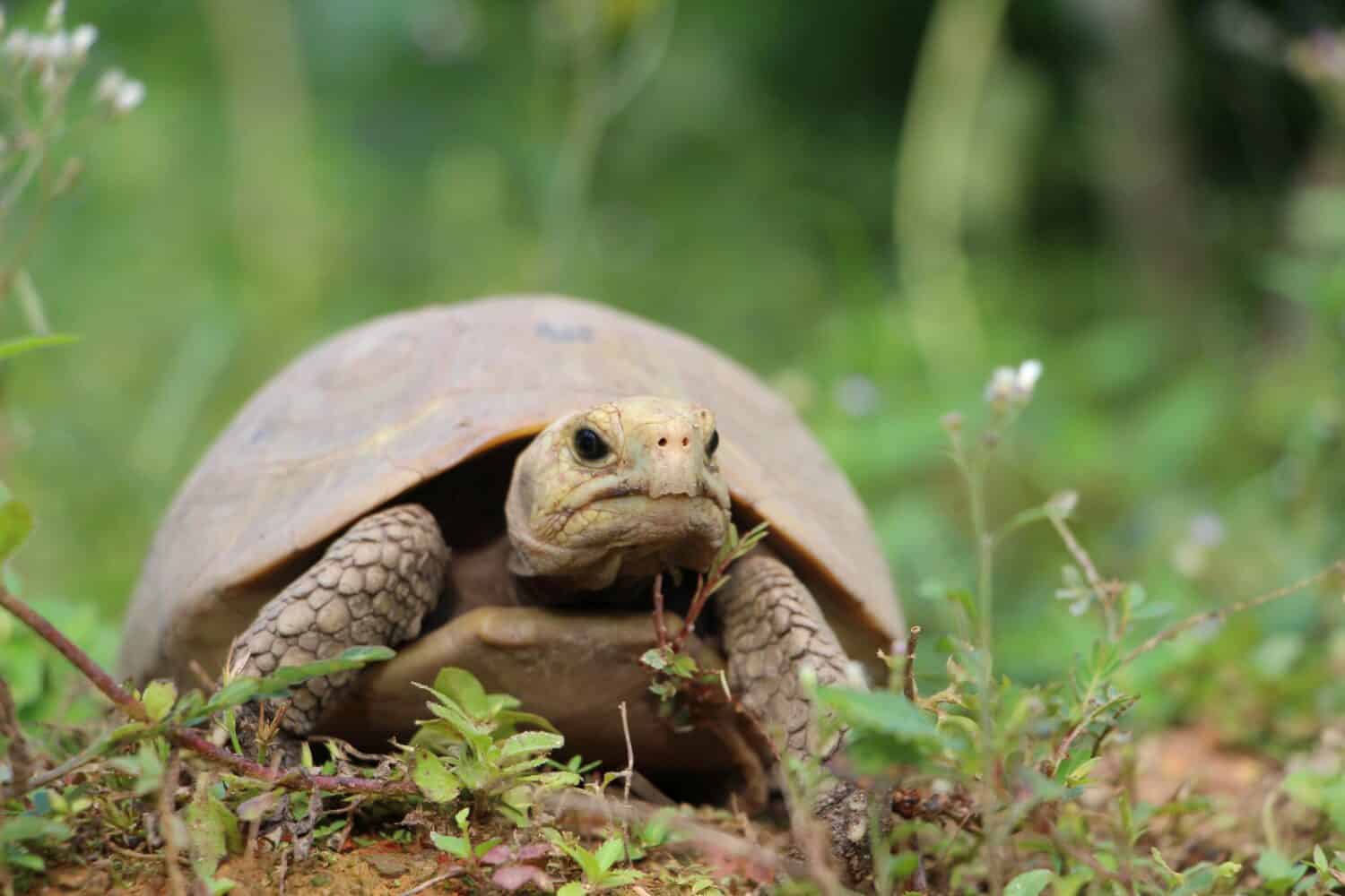 Elongated tortoise in the nature, Indotestudo elongata ,Tortoise sunbathe on ground with his protective shell ,Tortoise from Southeast Asia and parts of South Asia ,High yellow Tortoise