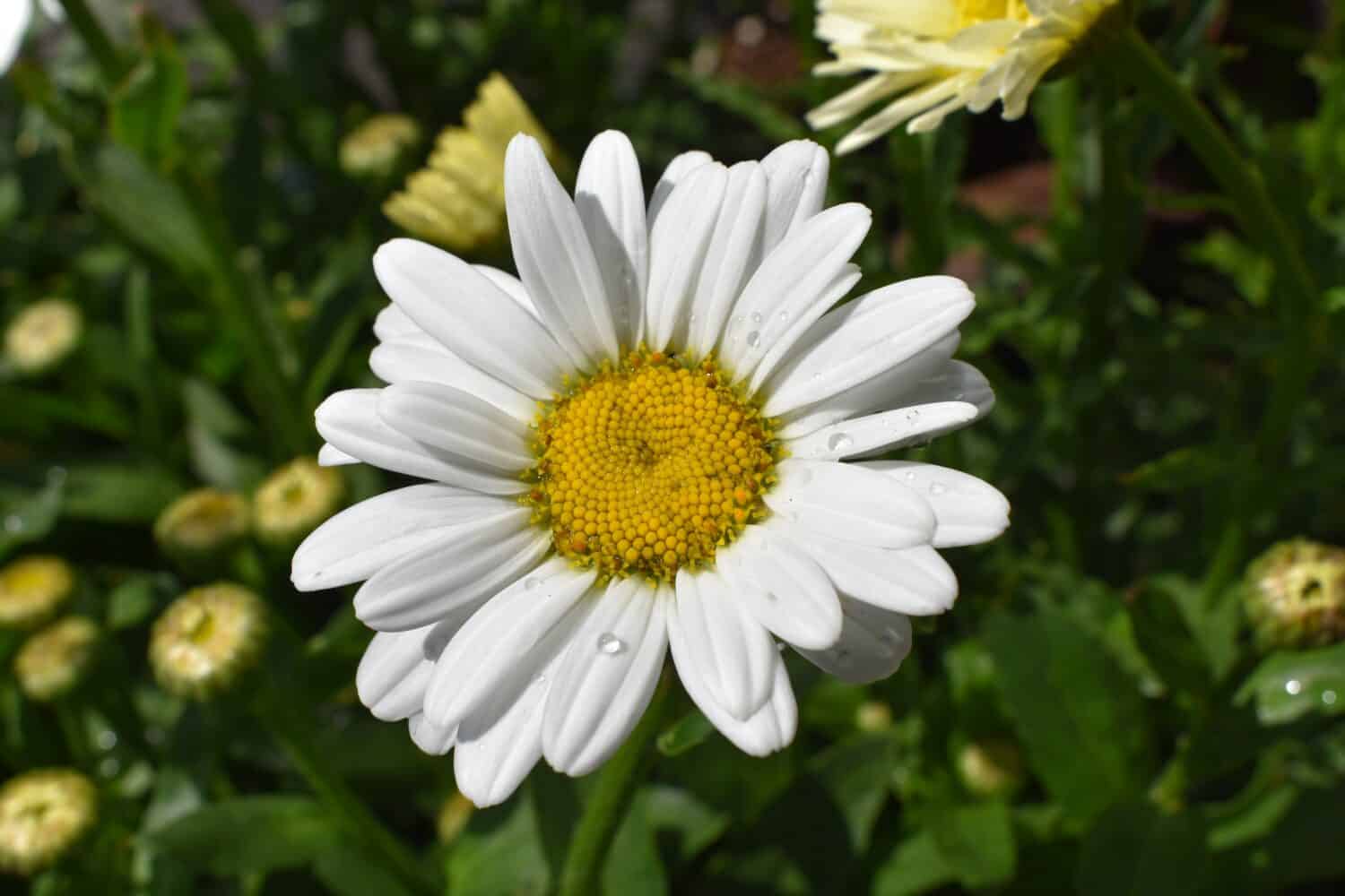 Leucanthemum x superbum 'Becky' Shasta Daisy Flower White