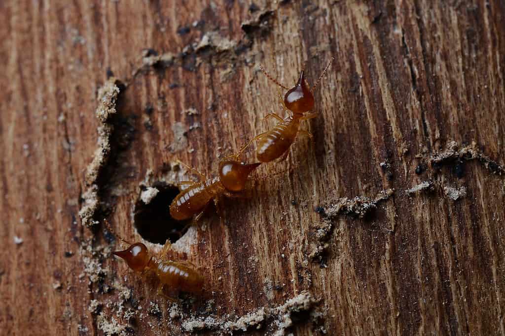 Termites are pests that destroy wooden materials by gnawing at them and causing the entire house to collapse.