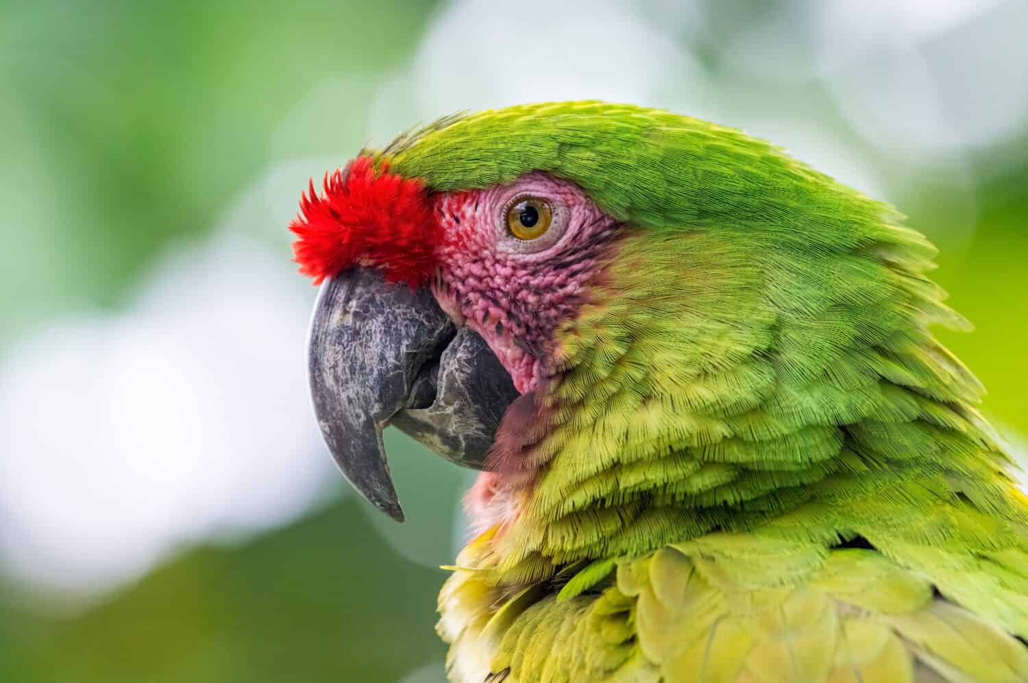 Military Macaw (Ara militaris). Close up of a green bird