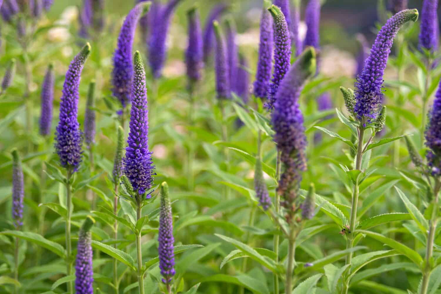 Long blue flowers Veronica spicata in a flower bed. Perennial herbaceous ornamental plant. Gardening and landscape design.