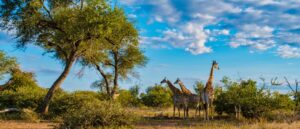 20 Incredible Animals That Roam Kruger National Park photo