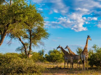 A 20 Incredible Animals That Roam Kruger National Park