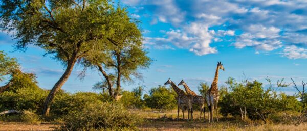 Why Giraffes Hum at Night, Plus More Fun Facts - A-Z Animals