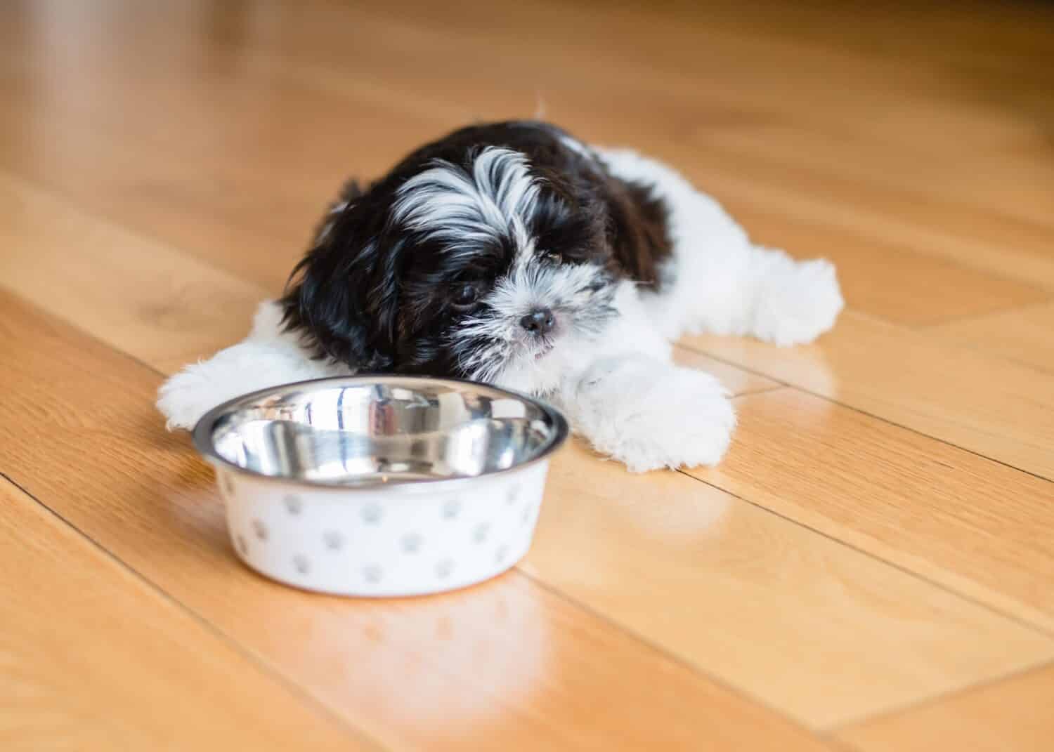 A hungry puppy is waiting for food near the bowl. Shih Tzu puppy near his bowl