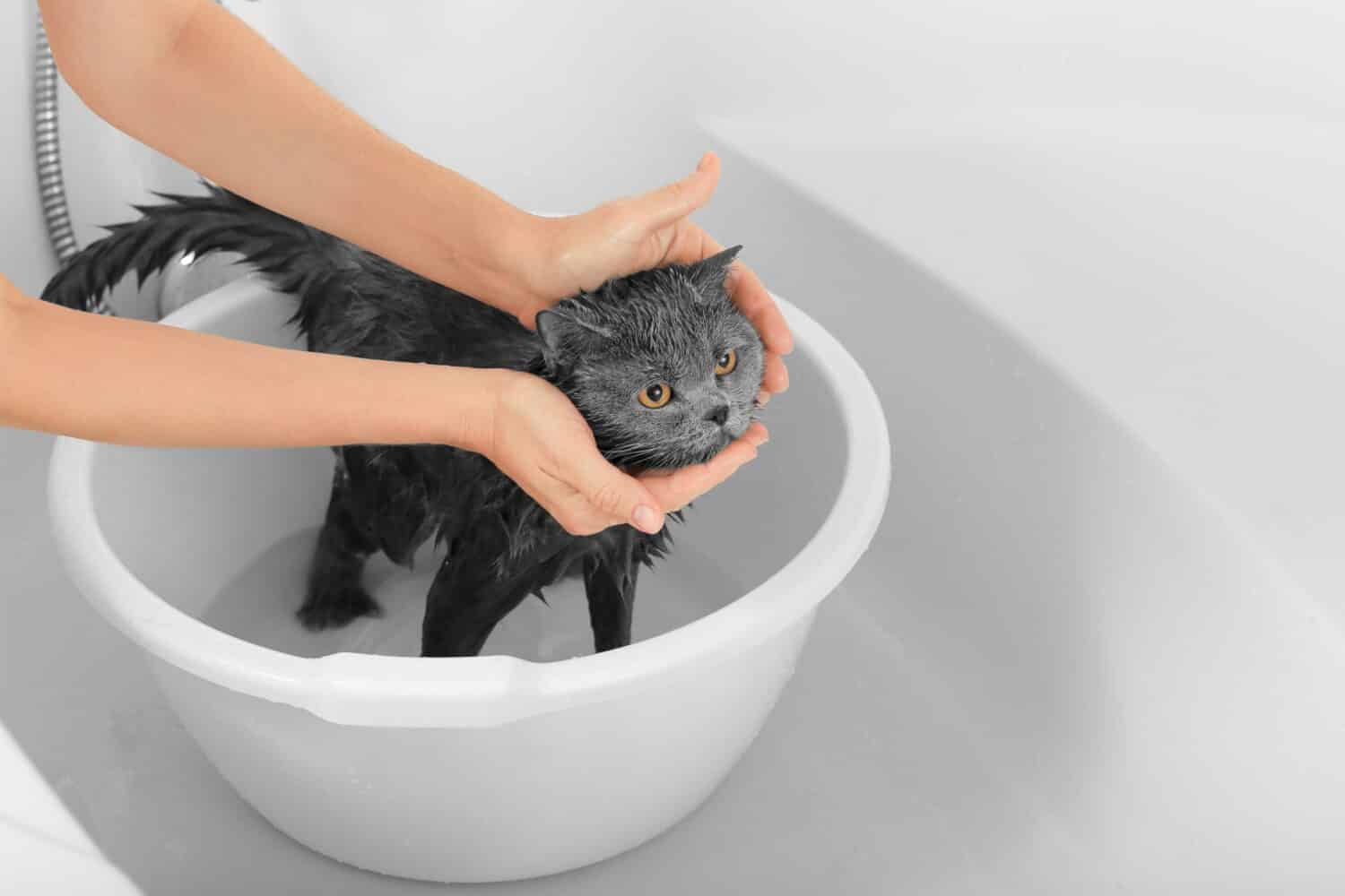 Gray cat in a white bathroom. Bathing process, pouring water, frightened wet cat, hygiene procedures. Good morning concept. Pet care. British cat on a white background.