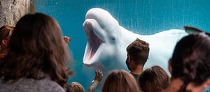 Mystic Aquarium: Best Time to Visit and 10 Coolest Animals to See Picture