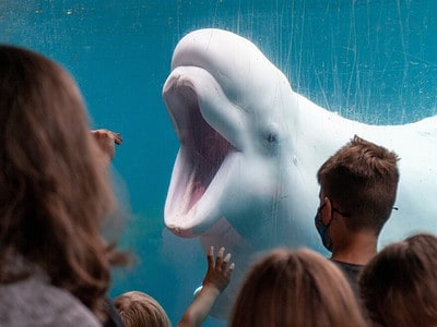 A Mystic Aquarium: Best Time to Visit and 10 Coolest Animals to See