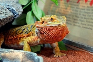 10 Common Reasons Your Bearded Dragon Is Closing Its Eyes photo