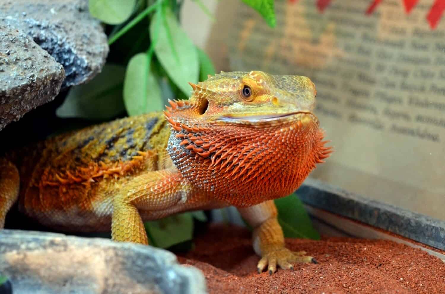 The central bearded dragon (Pogona vitticeps), also known as the inland bearded dragon