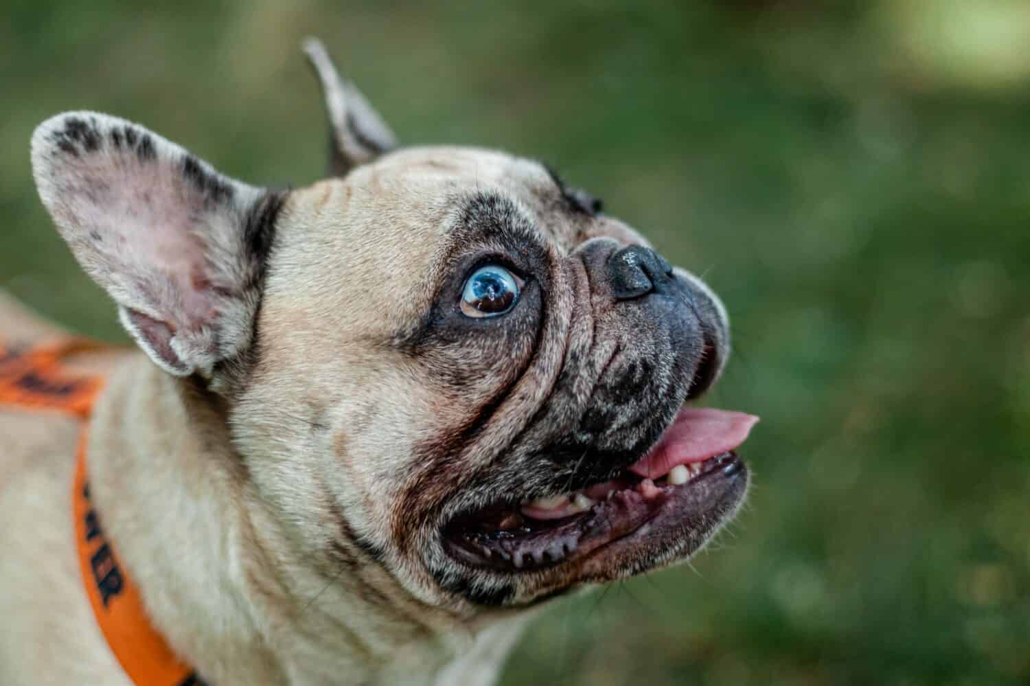 portrait of a beige french bulldog with blue eyes