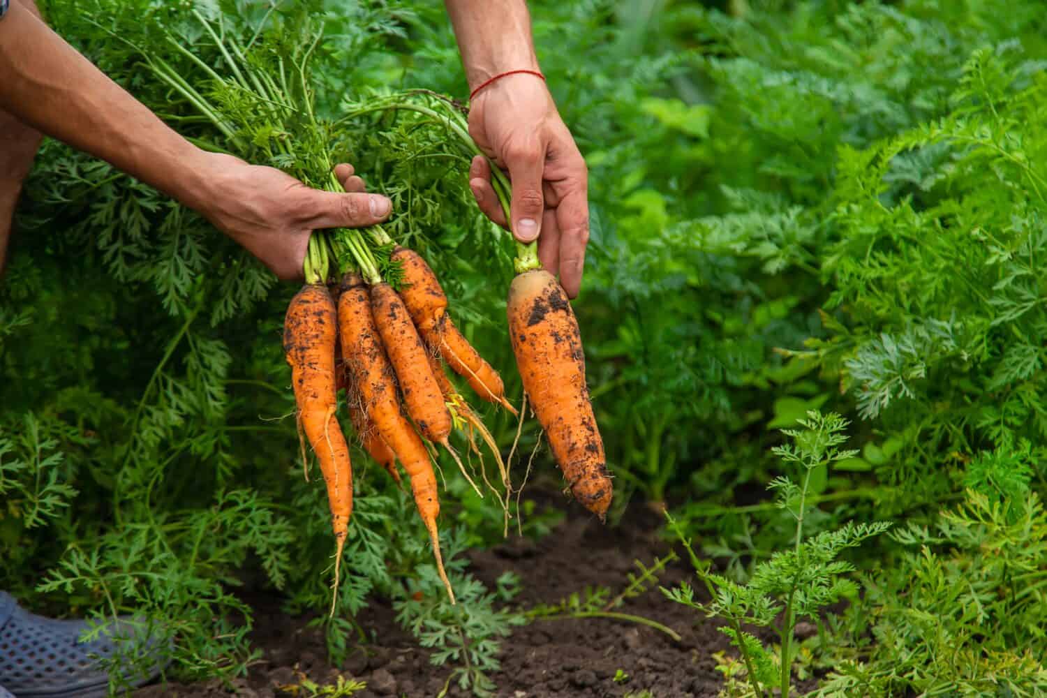Carrots being harvested from a dense plot of land