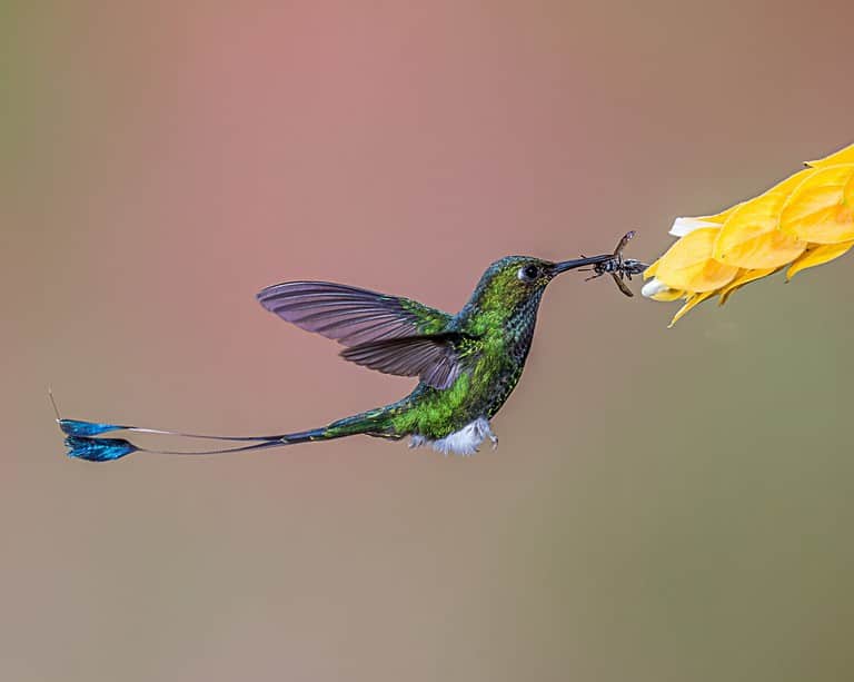 selective image of hummingbird eating dragonfly on yellow flower