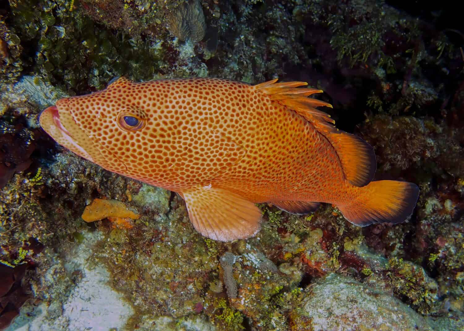 A large Red Hind (Epinephelus guttatus) in Cozumel, Mexico